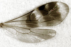Gelis tenellus
