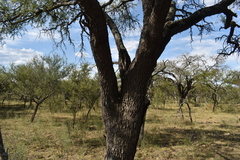 Prosopis nigra