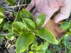 Ximenia americana