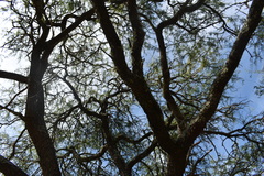 Prosopis nigra