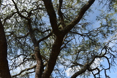 Prosopis nigra