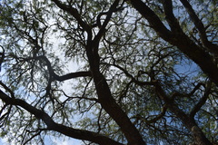 Prosopis nigra