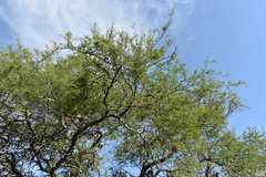 Prosopis nigra
