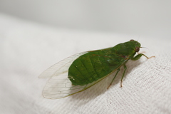Chlorocysta vitripennis