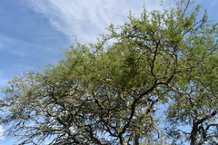 Prosopis nigra