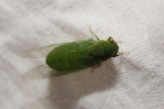 Chlorocysta vitripennis