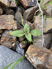 Clarkia