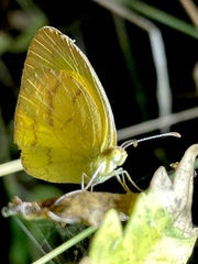 Eurema brigitta