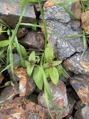 Clarkia