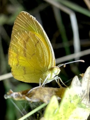 Eurema brigitta