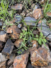 Clarkia