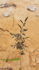 Eragrostis