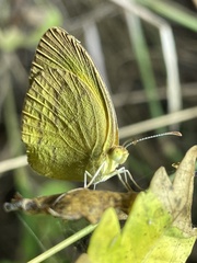 Eurema brigitta