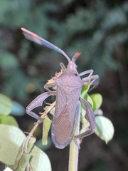 Anoplocnemis curvipes