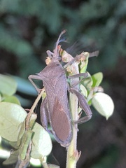 Anoplocnemis curvipes