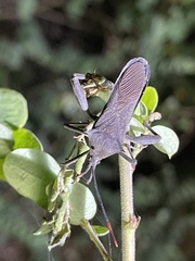 Anoplocnemis curvipes