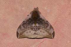 Hylesia annulata