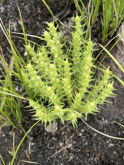 Crassula lanceolata transvaalensis