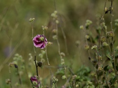 Hibiscus diversifolius rivularis