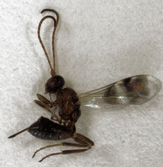 Gelis tenellus