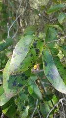 Diospyros virginiana image