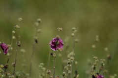 Hibiscus diversifolius rivularis