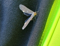Dahana atripennis