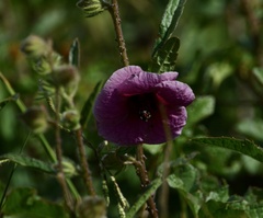 Hibiscus diversifolius rivularis