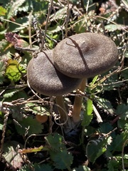 Entoloma sericeum