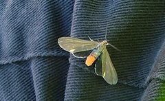 Dahana atripennis
