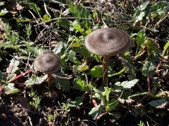 Entoloma sericeum
