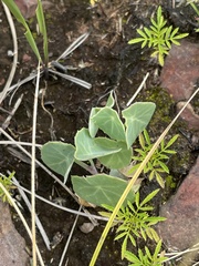Senecio oxyriifolius