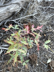 Berberis swaseyi
