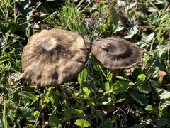 Entoloma sericeum