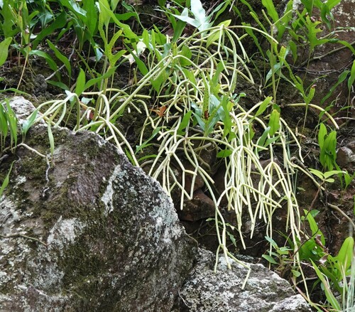 Rhipsalis baccifera subsp. mauritiana image