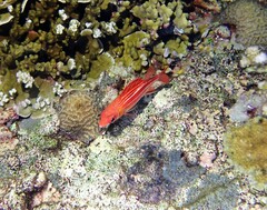 Sargocentron microstoma