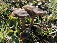 Entoloma sericeum