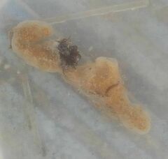 Botryllus