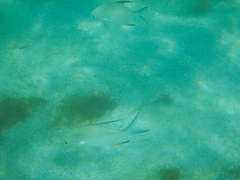 Trachinotus falcatus