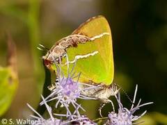 Chlorostrymon simaethis