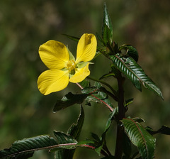 Ludwigia elegans