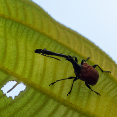 Trachelophorus giraffa