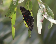 Melanis cephise