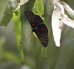 Melanis cephise