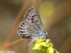 Plebulina emigdionis