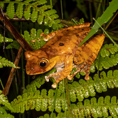Madagascar Bright-Eyed Frog photo 5