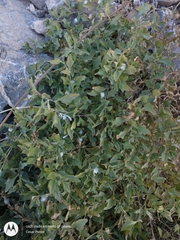 Chamaesaracha sordida