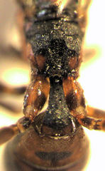 Gelis tenellus