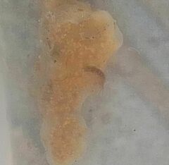 Botryllus