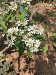 Euphorbia leucocephala